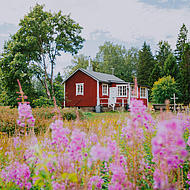 Summer cottages at Kaunissaari